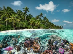 A Dive in the Maldives 2000 biter