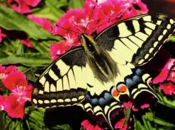 Butterfly 500 biter Puslespill