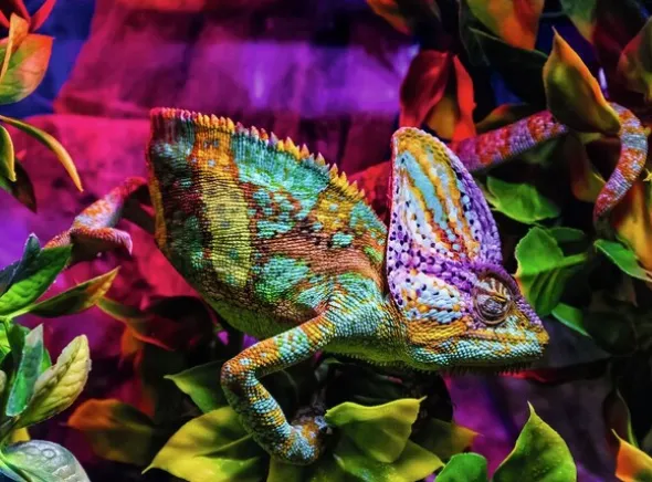 Chameleon 500 biter Puslespill