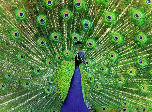 Peacock 500 biter Puslespill